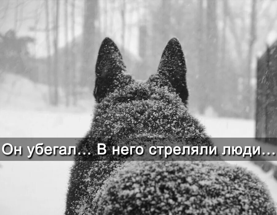 Нет зверя страшнее чем человек. Он убегал в него стреляли люди. Он убегал в него стреляли люди проваливаясь лапой в рыхлый. Волк убегал в него стреляли. Волк убегал в него стреляли люди стих.