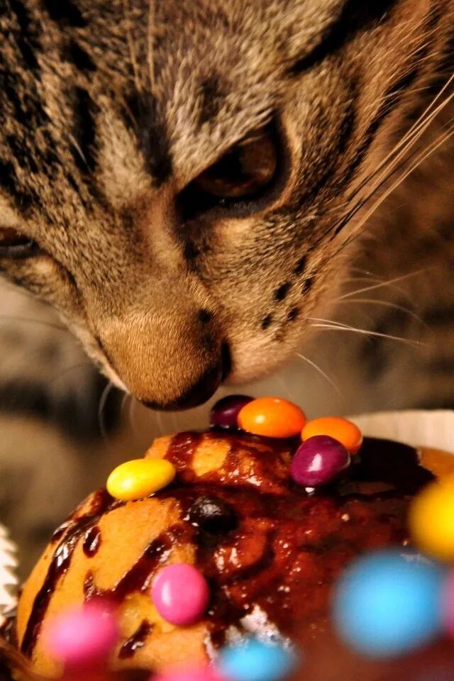 Котики вкусняшки. Котик со сладостями. Сладости для кошек. Вкусняшка для котиков. Можно кошкам сладкое