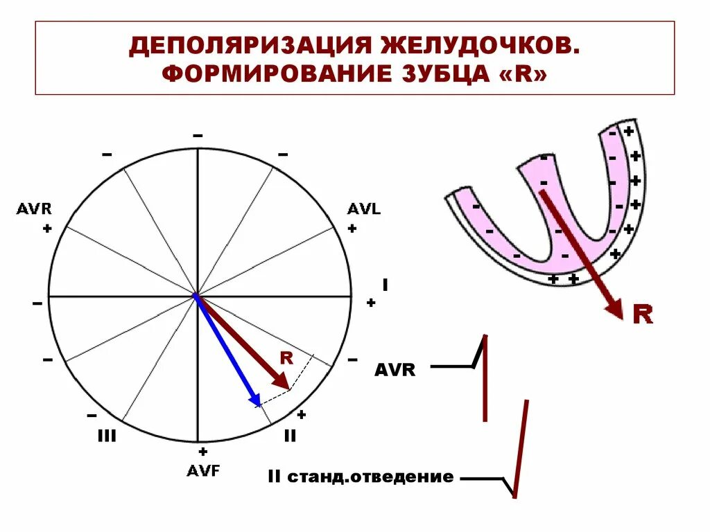 Деполяризация желудочков. Деполяризация желудочков начинается с. процесс деполяризации желудочков. деполяризация миокарда желудочков.