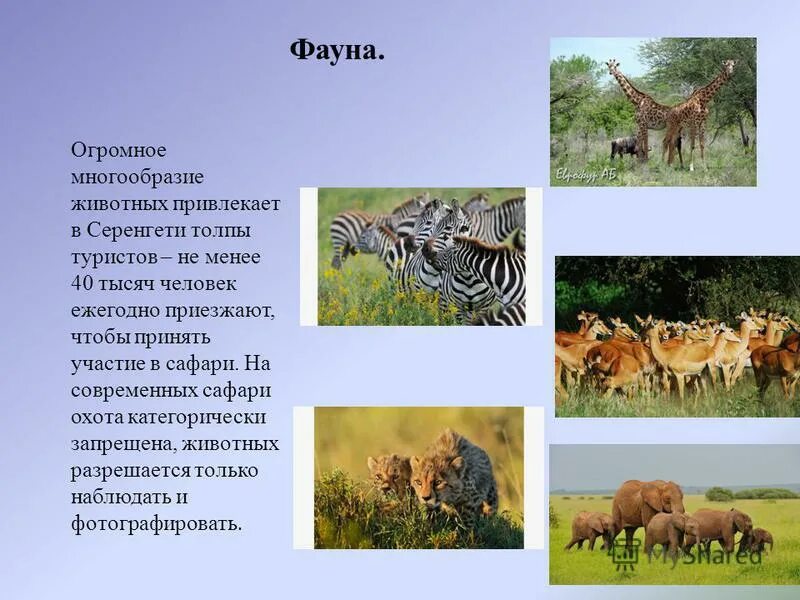 Серенгети белый. Серенгети национальный парк центр парка. Национальный парк серенгети доклад 7 класс. Население серенгети. Серенгети национальный парк доклад.