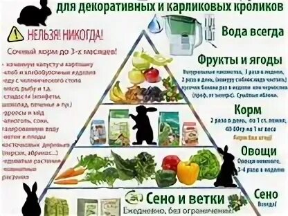 Чем кормить кролика для быстрого набора