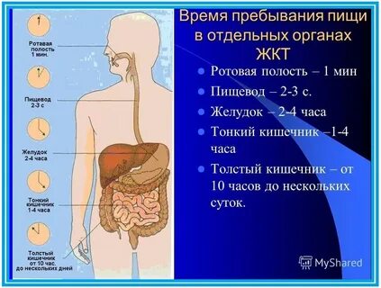 Для переваривания пищи