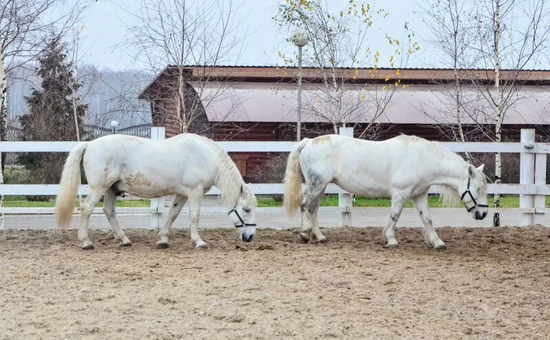 Деревня совхоз имени. Деревня совхоз имени. Деревня совхоз имени. Совхоз им ленина контактная деревня. Деревня совхоз имени.