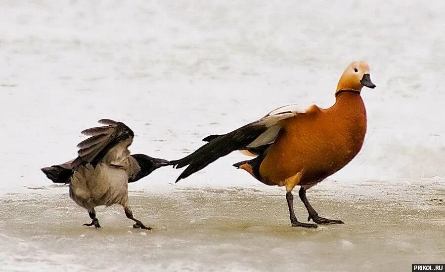Гусь приманка. Птица нырок баклан. Серая ворона клюв. Ворона и утка. Художник анималист арчибальд торберн.