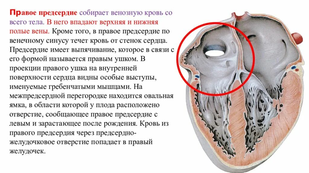 Где предсердие. Полость правого предсердия. Правое предсердие сердца. Правое и левое предсердно-желудочковое отверстие. Правое предсердно-желудочковое отверстие.