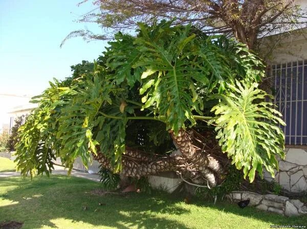 Imagen 11 Tropical garden design, Tropical landscaping, Plants