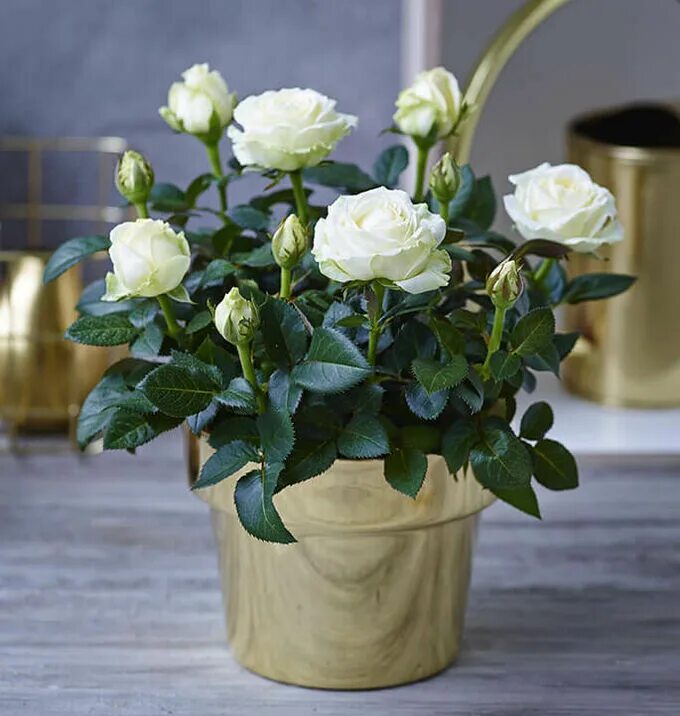 Teacup Roses Plants Flowers delivered, Teacup flowers, Teacup gardens