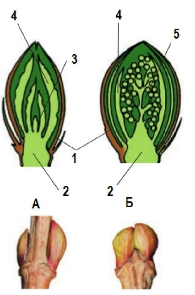 Вегетативная почка на побеге. Строение вегетативной и генеративной почки. Строение генеративной почки. Строение листовой почки. Генеративные почки растений.