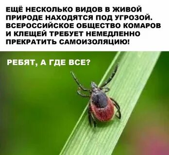Клещ валера