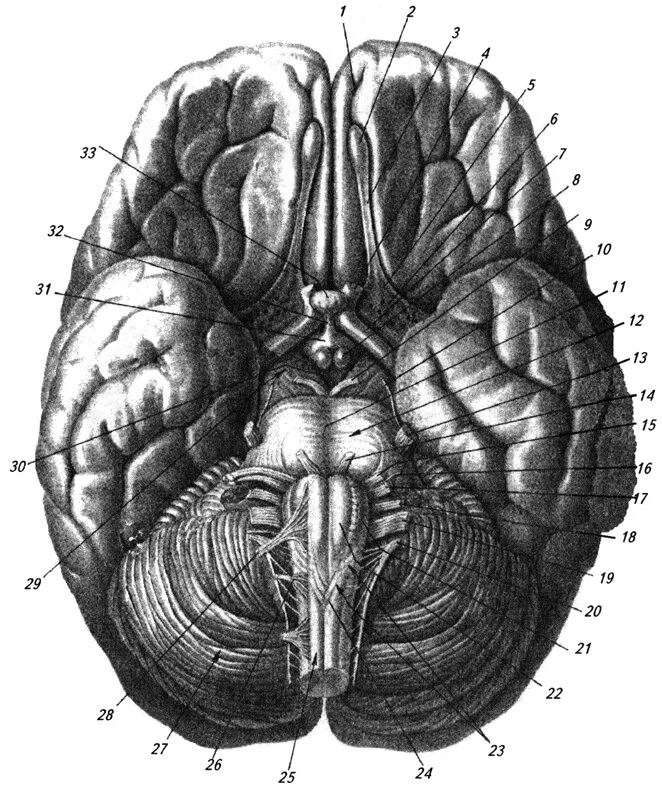 Складчатая поверхность головного мозга. Вентральная нижняя поверхность головного мозга. Мозг вид снизу и Черепные нервы. Головной мозг вид снизу анатомия. Черепные нервы нижняя поверхность головного мозга.