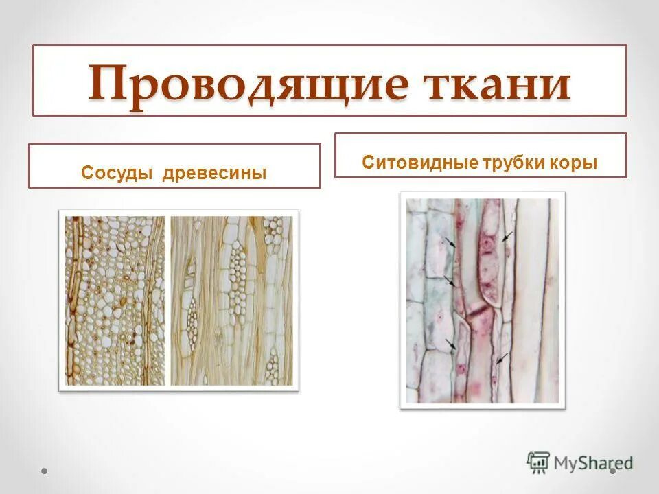 В проводящих тканях у них нет сосудов. Проводящая ткань растений ситовидные трубки. Проводящая ткань растений ксилема и флоэма. Ксилема ткань растений. В проводящих тканях у них нет сосудов.