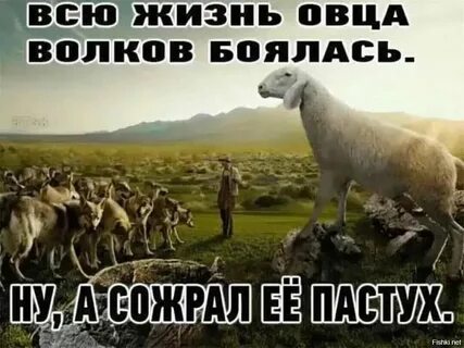Волки заблудшая барашка песня