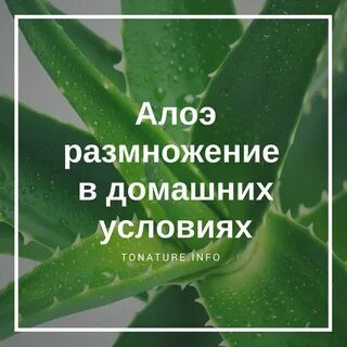 Сколько держать алоэ в холодильнике