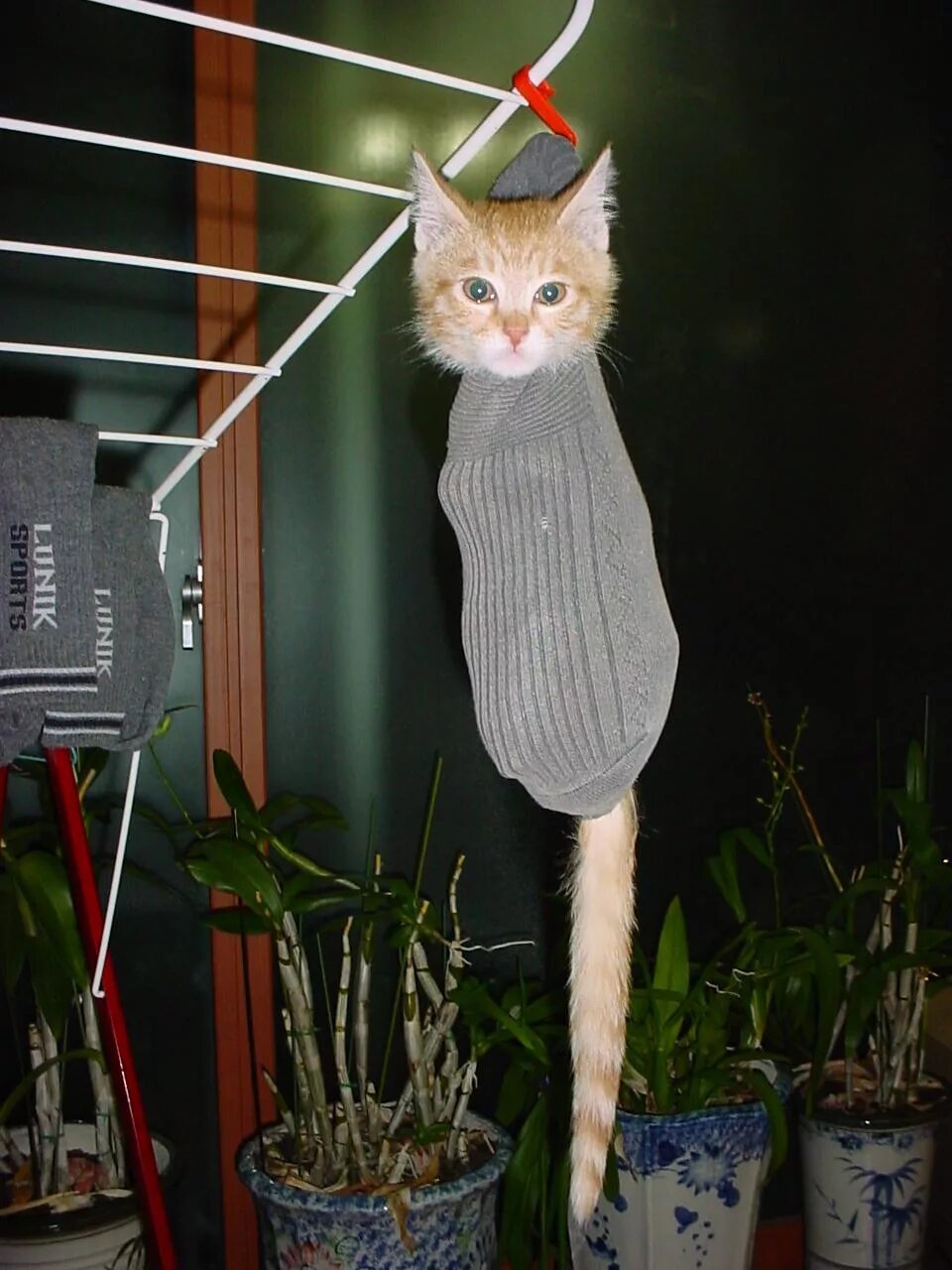 Котики смешные. Угарные коты. Приколы про кошек. Нелепый кот