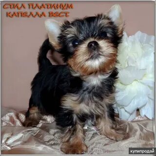 Терьер спб