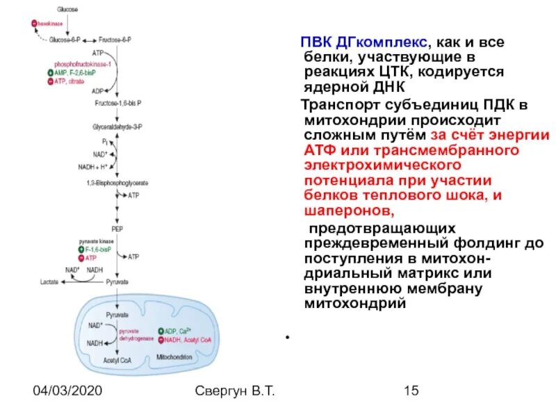 Синтез белка витамины. Регуляция ЦТК. Биосинтез глюкозаминогликанов. Глюконеогенез регуляция. Глюконеогенез аэробный.