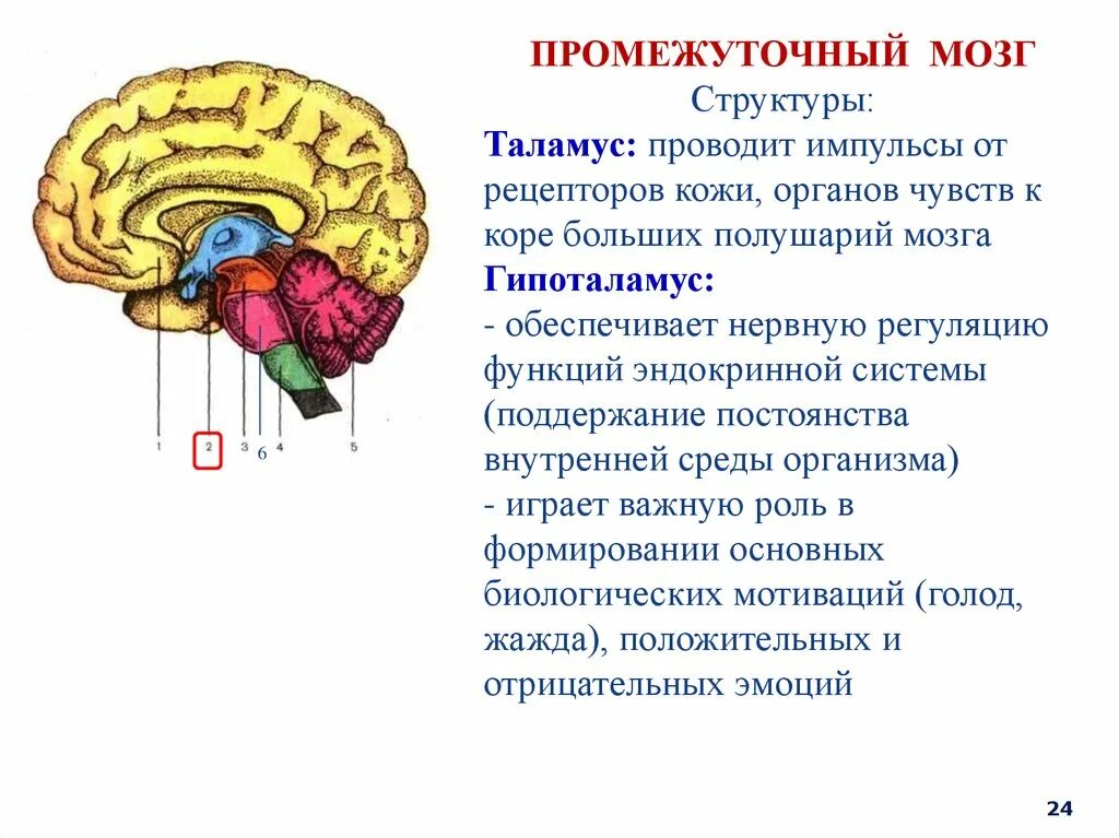 Мозжечок головного мозга человека. Строение головного мозга человека мозжечок. За равновесие и координацию движений отвечает мозг. Координацию движений обеспечивают отделы мозга. За равновесие и координацию движений отвечает мозг.