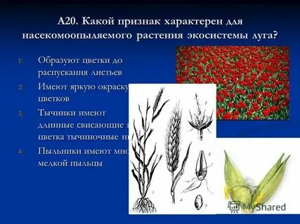 Какой признак не характерен для анемофильных