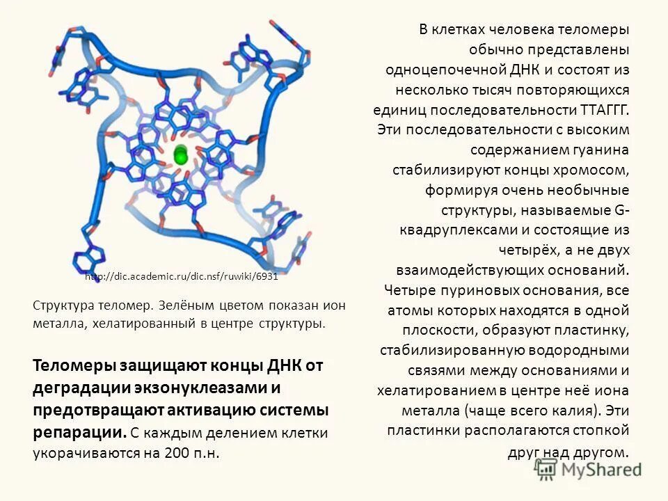 Ген кодирует информацию о структуре нескольких белков