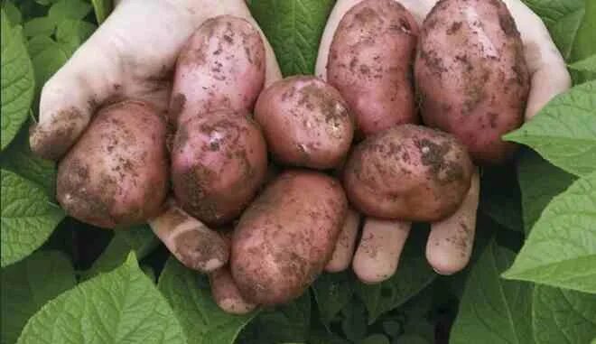 Семенной картофель Фаворит. Картофель Уника описание сорта. Купить семенной картофель в краснодарском крае