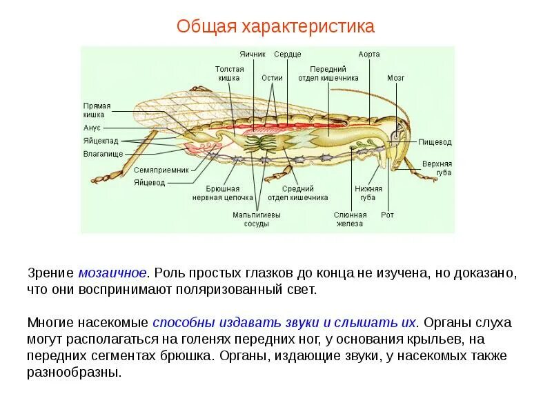 Общие признаки внешнего строения насекомых. Общая характеристика насекомых 7 класс биология. основные характеристики насекомых. характеристика класса насекомые 7 класс. характеристика насекомых 7 класс.