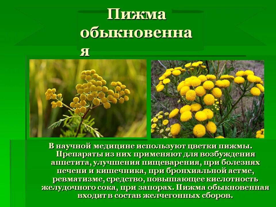 Пижма лекарственное растение. Пижма обыкновенная лекарственное. Пижма обыкновенная растение.