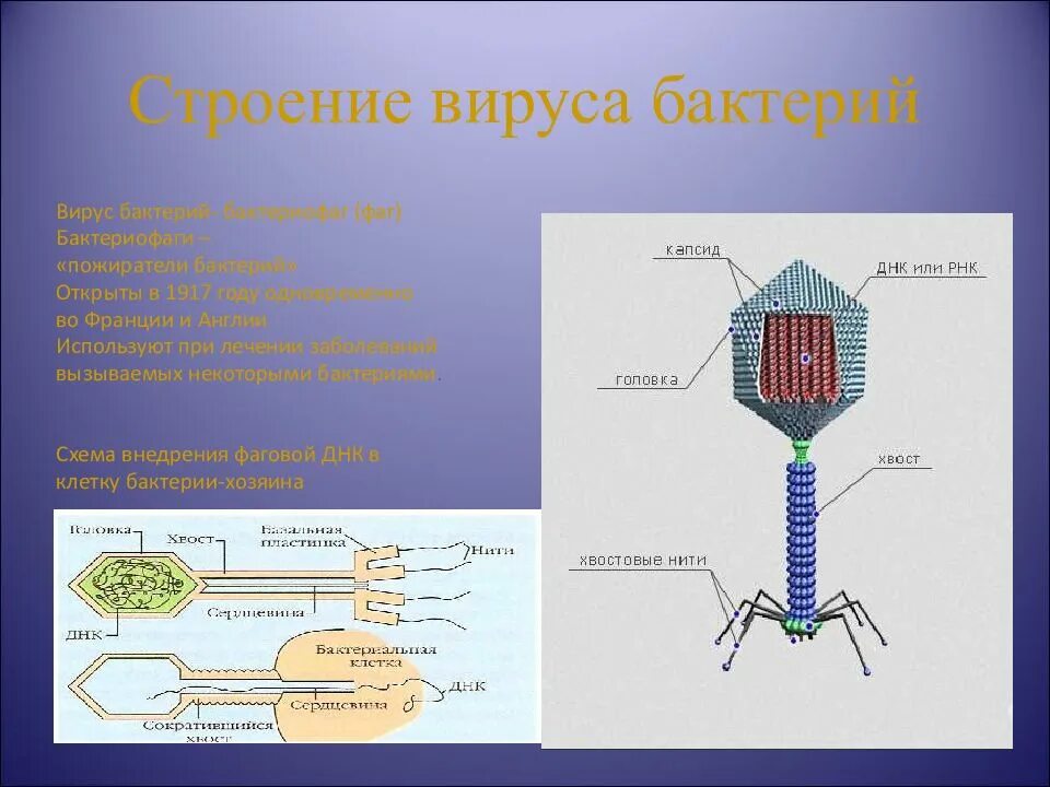 Строение вирусов и бактерий. Строение вируса бактериофага. строение бактерии строение вируса. бактериофаг строение 5 класс. бактериофаг клеточная мембрана.