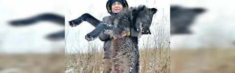 Затащила волка в машину