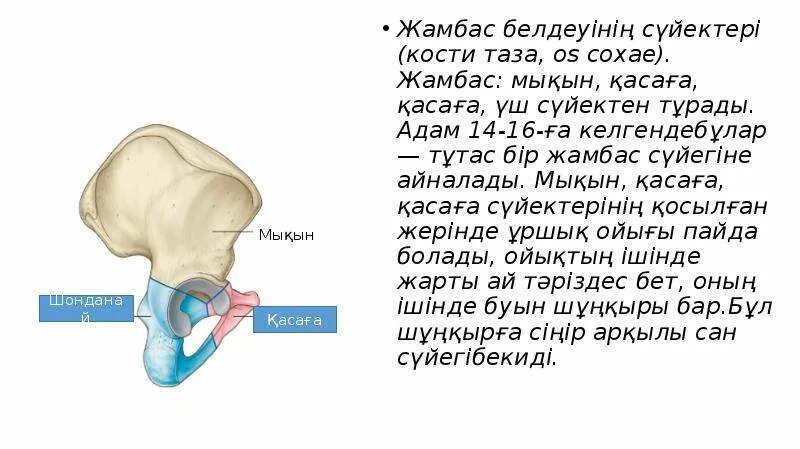 Таза сынып. Жамбас. таза бул. жанбас. ұршық суреті фото.