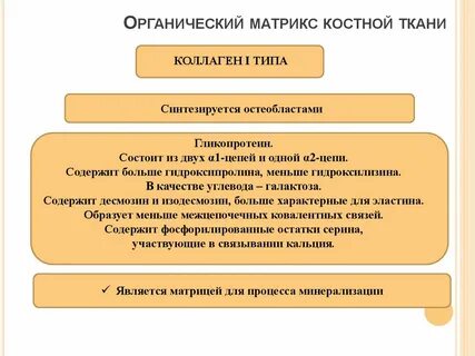 Особенности метаболизма костной ткани