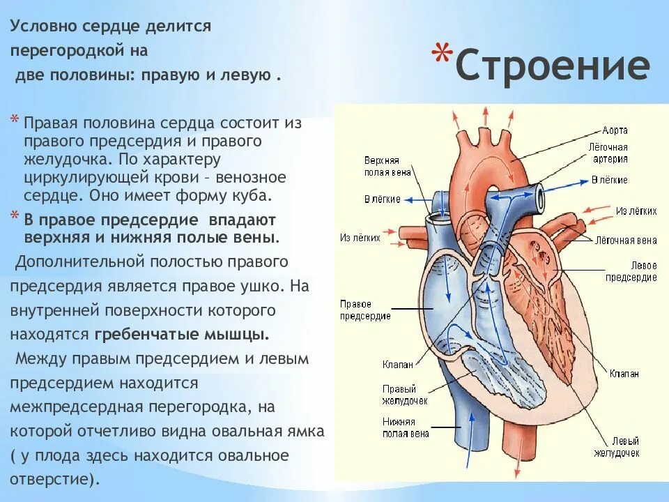Верхняя и нижняя полые вены. Нижняя полая Вена сердца. Нижняя полая Вена анатомия сердца. Нижняя полая Вена где находится.