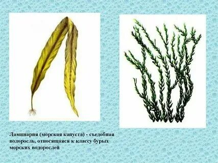 К какой группе растений относится ламинария