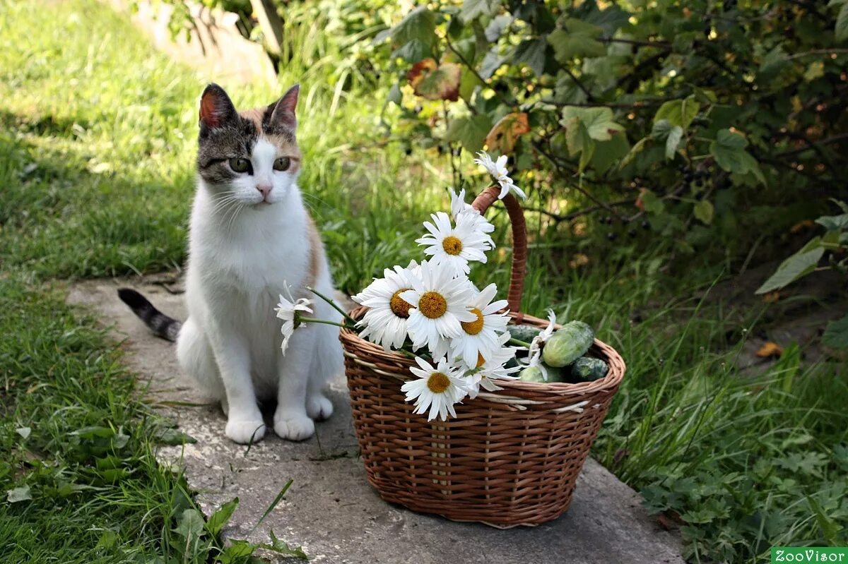 Кошка лето. Деревенская кошка. Ромашки с животными. Лето в деревне с животными. Природа дом животных