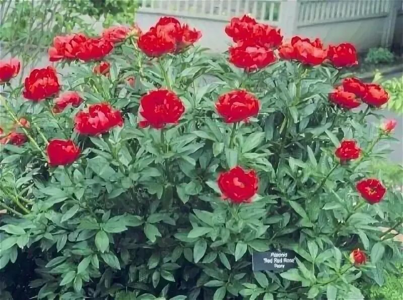 пион RED RED ROSE, пион Ред Ред Розе, купить саженцы пиона Ред Ред Розе, фотогра