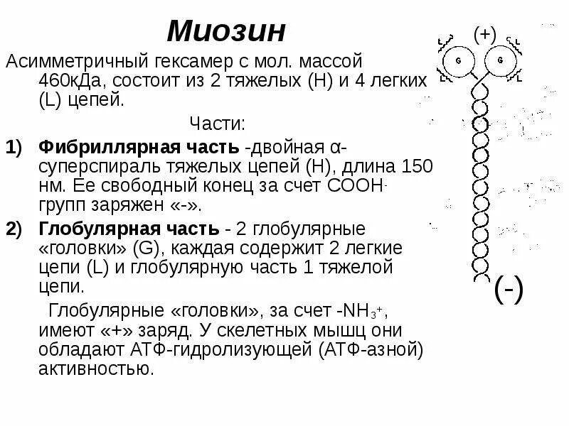 Белок миозин 2. Функции миозина биохимия. Миозин биохимия строение и функции. Структура миозина биохимия. Миозин структура белка.