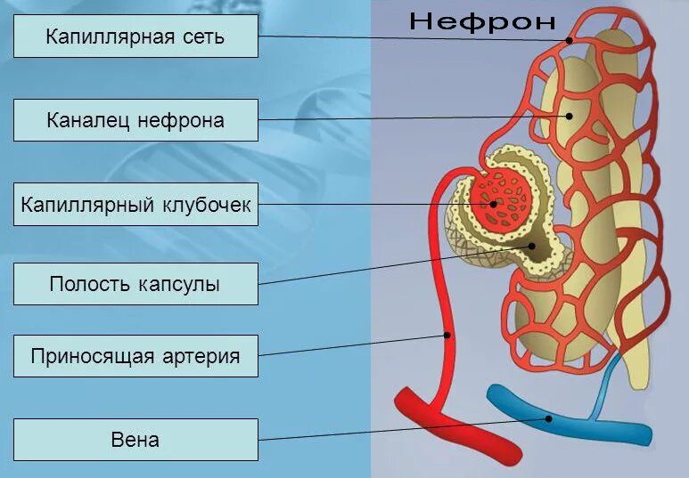 Выберите структуры нефрона. Строение нефрона. капсула клубочка нефрона строение. капилляры клубочка нефрона. капиллярный клубочек и капсула нефрона.