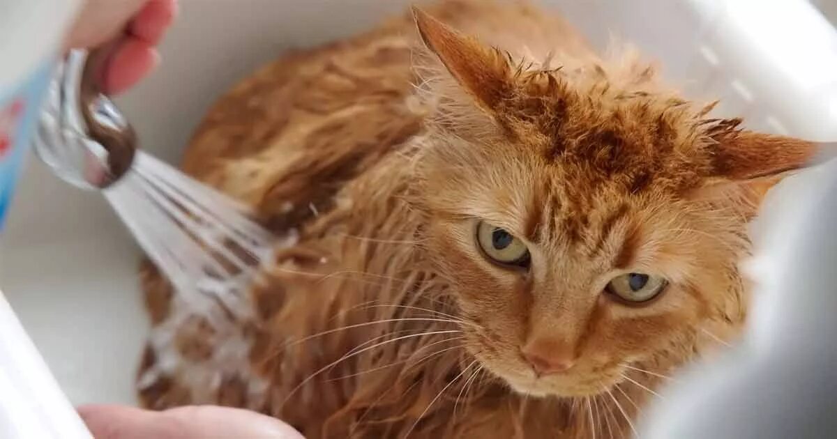 Рыжий кот купается. Мокрый рыжий кот. Мытье кошки. Рыжий кот в ванной. Cat washing