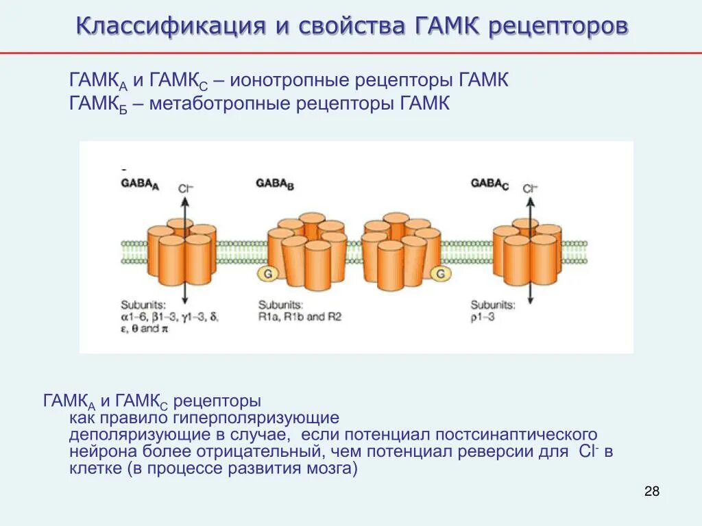Структура гамк а рецептора. Гамк рецепторы. Гамк рецепторы локализация. Строение гамк рецептора. Структура гамк а рецептора.