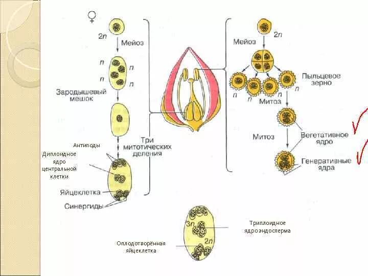 Схема развития зародышевого мешка. Схема образования и развития пыльцевого зерна. Схема образования половых клеток у покрытосеменных. Двойное оплодотворение растений зародышевый мешок.
