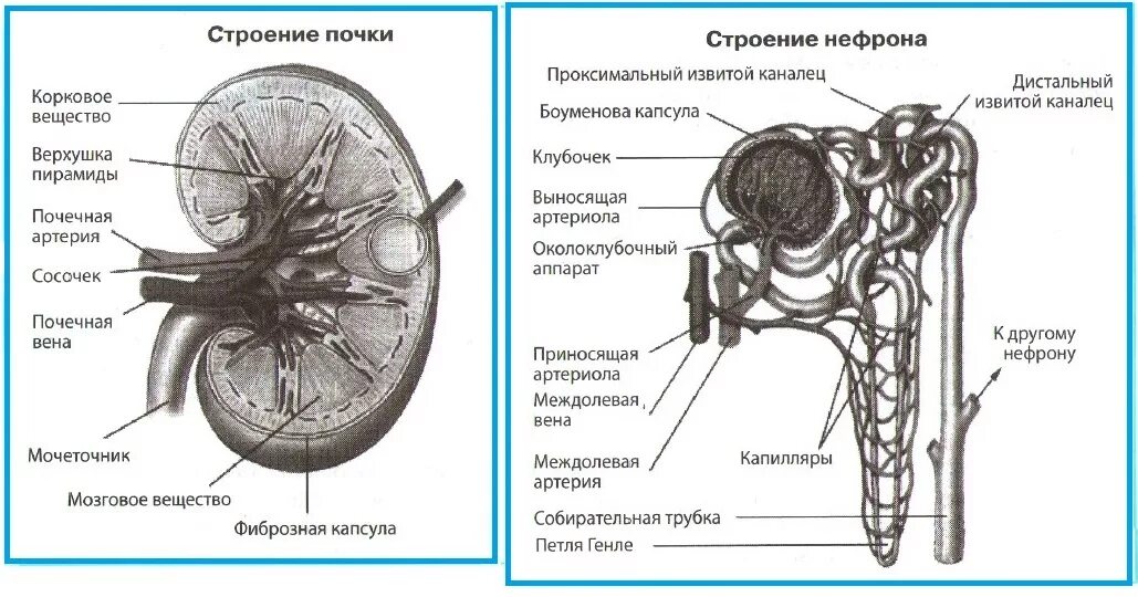 На рисунке 2 изображено строение почки. Строение нефрона почки анатомия. Строение почки Билич. Выделительная система человека строение почки. Строение нефрона почки ЕГЭ.