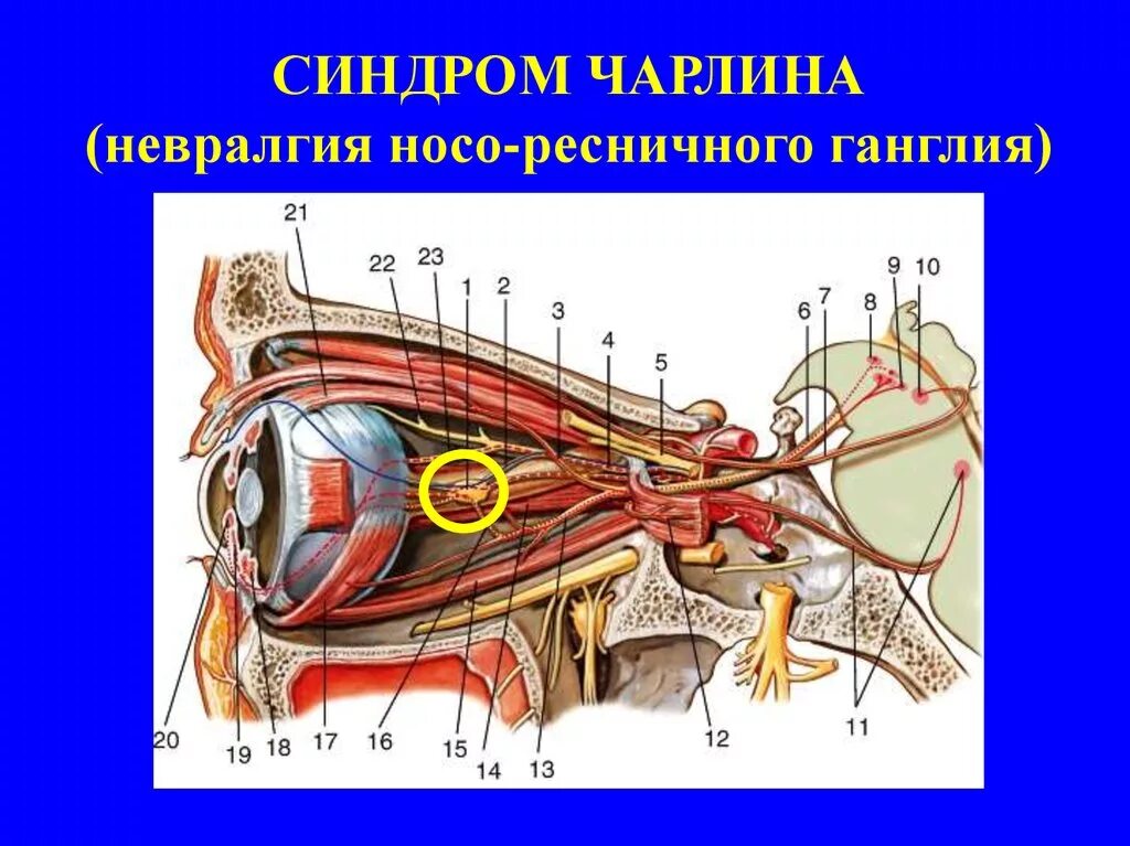 Ресничный ганглий. Ресничный ганглий. Иннервация глаза анатомия схема. Ресничный ганглий. Парасимпатический ресничный ганглий.