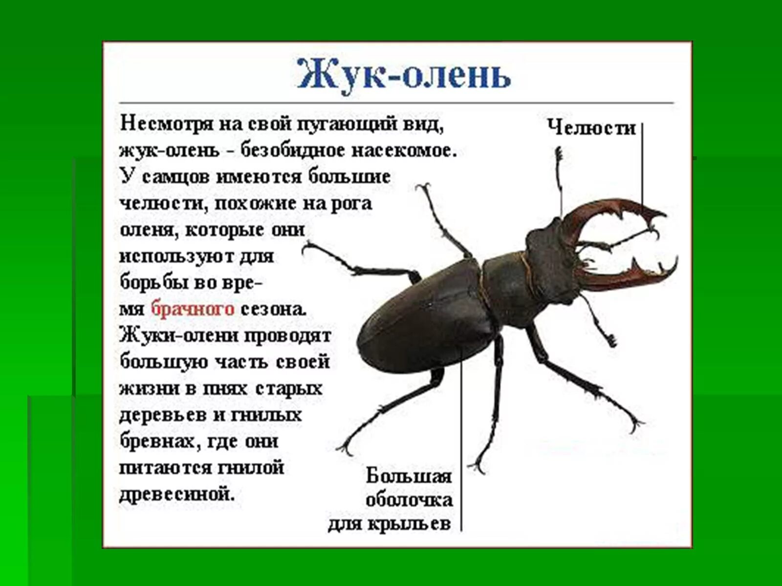 Сколько сидел жуков. Жук Рогач строение. Жук олень строение тела. Внешнее строение жука оленя. Жук Рогач части тела.