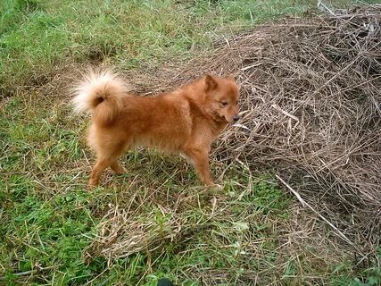 Кфл