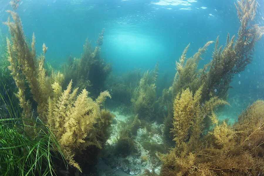 Водоросли на морском дне