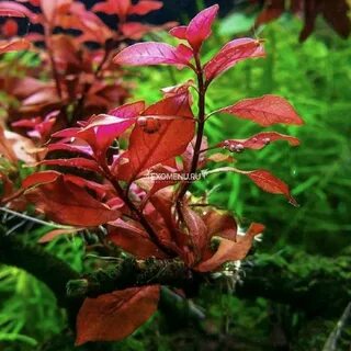 Super plant