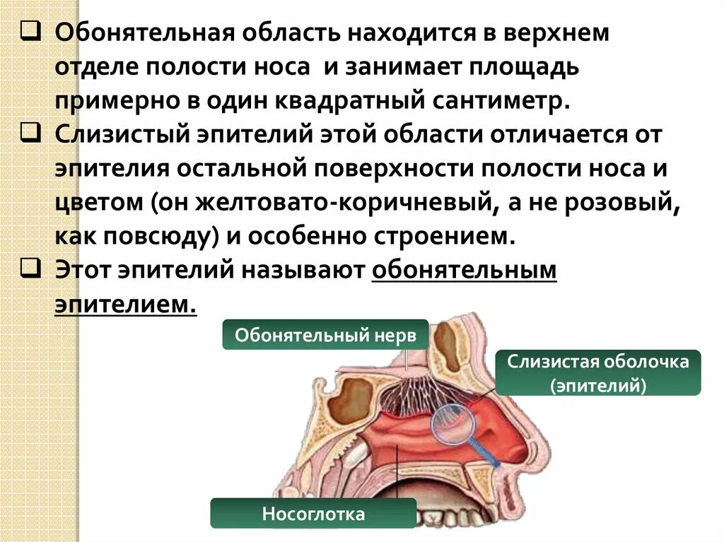 Отделы слизистой оболочки носа. Обонятельная область анатомия. Обонятельная область полости носа. Обонятельная часть расположена в слизистой оболочке носа. Обонятельная область полости носа анатомия.