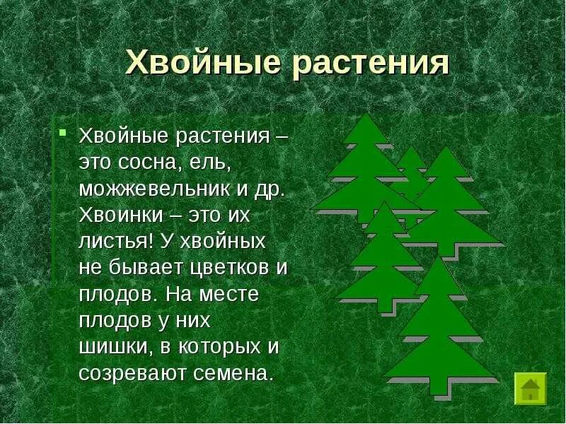 Хвойные растения свойства. Сообщение о хвойном растении. Хвойные растения доклад. Разнообразие хвойных. Рассказ о хвойных растениях.