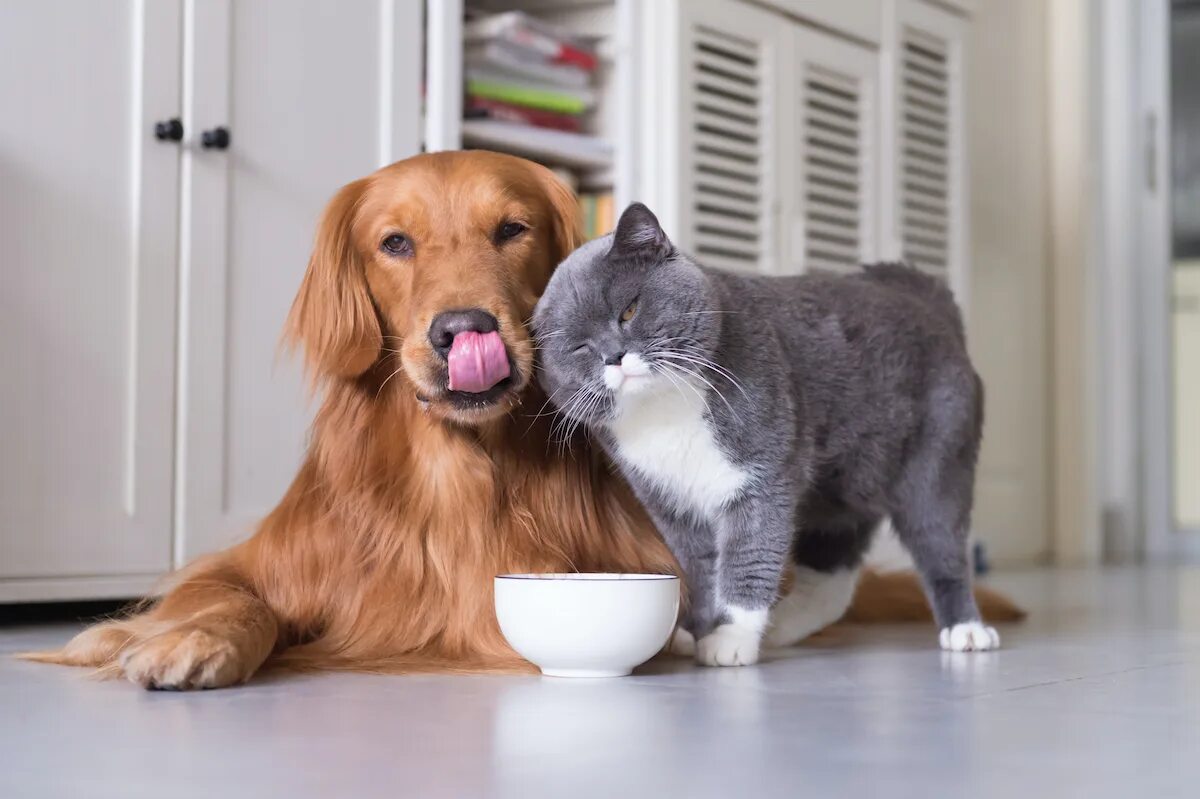 Домашние животные. Домашний питомец. Собака. Кошки и собаки. Petting википедия