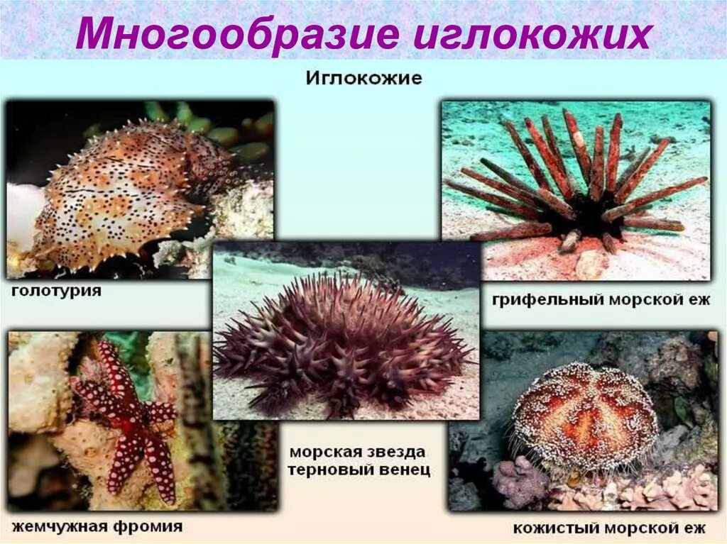 Голотурии относятся к бентосу