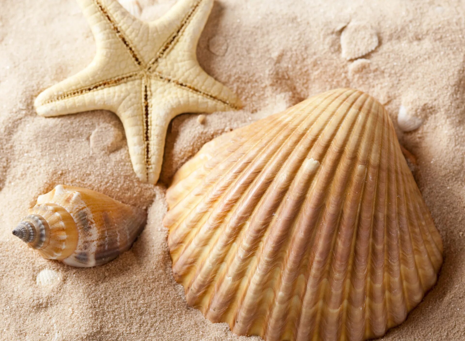 Sea shell